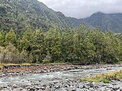 A dense, native New Zealand forest, with a river in the foreground of the image and a mountain range in the background. D. cupressinum is the predominant species in the forest, with lesser components of mataī (Prumnopitys taxifolia) and Hall's tōtara (Podocarpus laetus).