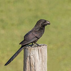 Smooth-billed ani Crotophaga ani Cayman Islands