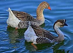 The two species of domestic goose: one derived from the greylag goose (Anser anser) and the other from the swan goose (Anser cygnoides)