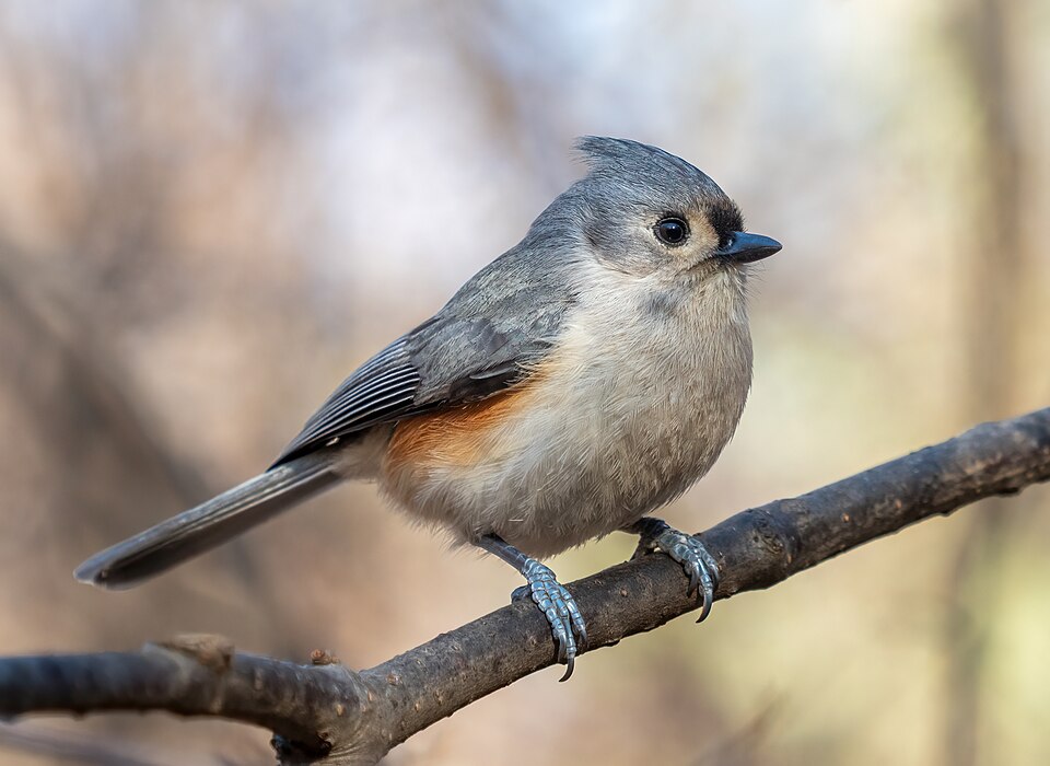 File:Tufted titmouse (84917).jpg