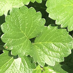 Leaves