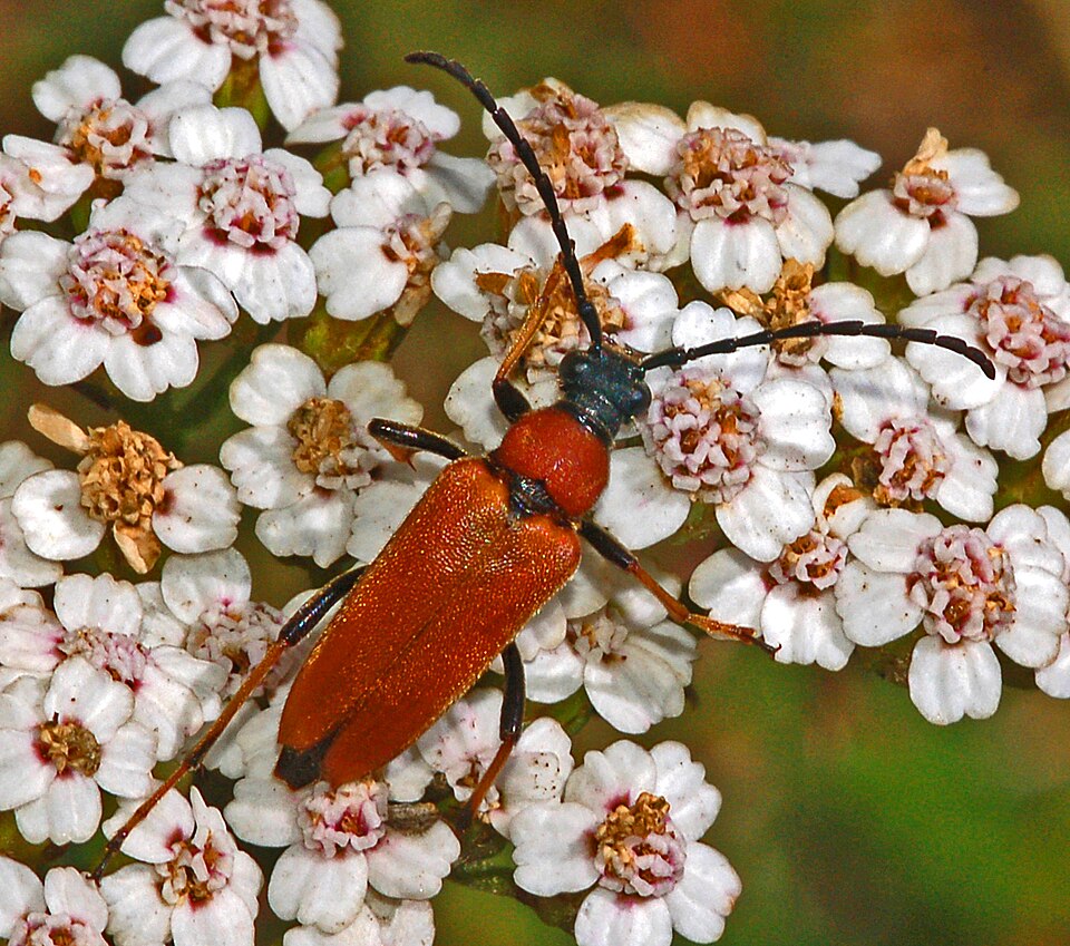 File:Cerambycidae - Stictoleptura rubra (female).JPG