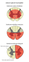 Italian