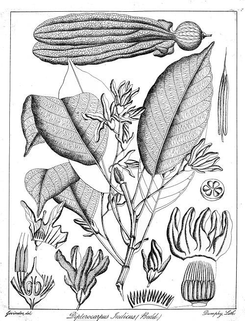 File:Dipterocarpus indicus Govindoo.jpg