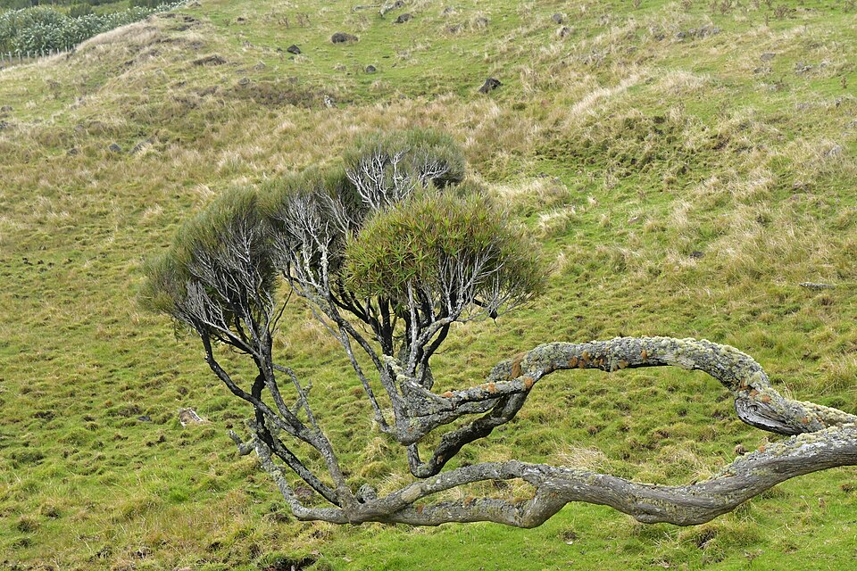 File:Dracophyllum arboreum 119299822.jpg