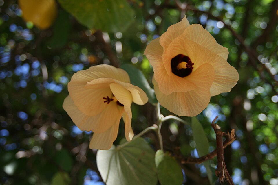 File:Fleur de pūrau (hibiscus tiliaceus).jpg