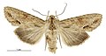 Thumbnail for version as of 02:37, 31 May 2017