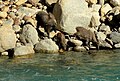 Thumbnail for version as of 15:30, 3 August 2017