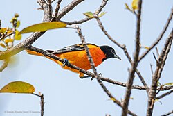 Icterus galbula in Tuxtla Gutiérrez, Mexico