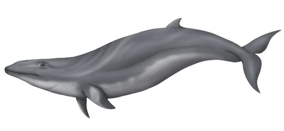 File:JanjucetusdullardiJF.png