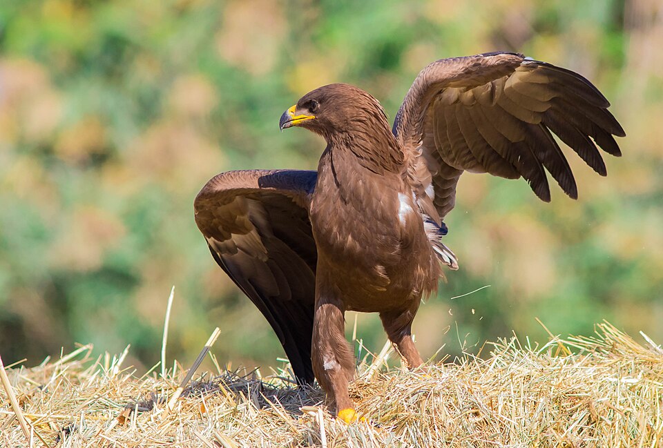 File:Lesser spotted eagle 2016.jpg