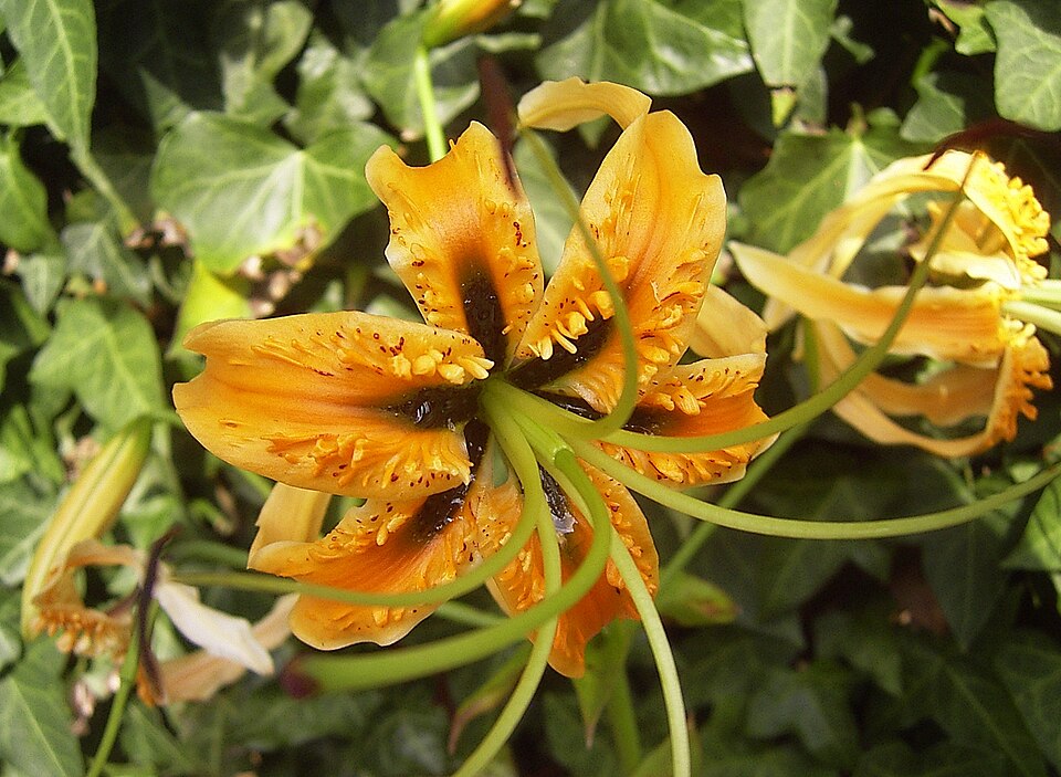 File:LiliumRosthorniiFlora.jpg