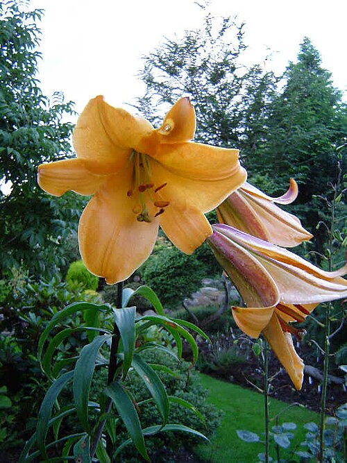 File:Lilium x African Queen.jpg