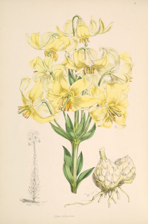 File:Lilium x testaceum.jpg
