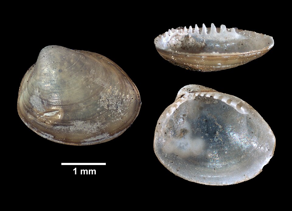 File:Nucula delphinodonta (YPM IZ 032764).jpeg