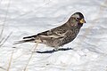 Immature black rosy finch
