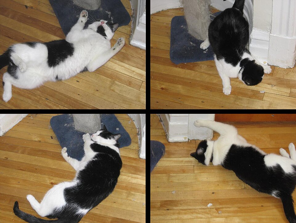 File:Catnip-effects.jpg