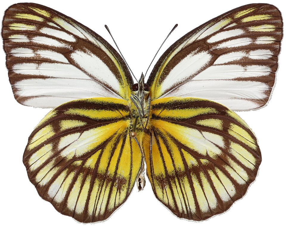 File:Cepora eperia verso.jpg