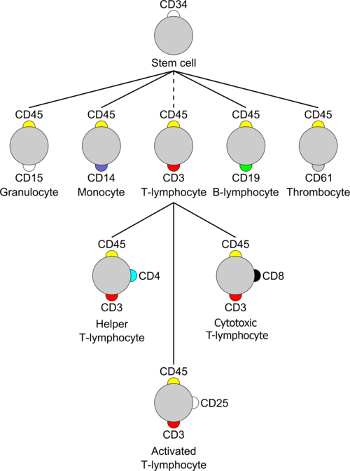 File:Cluster of Differentiation mod.png