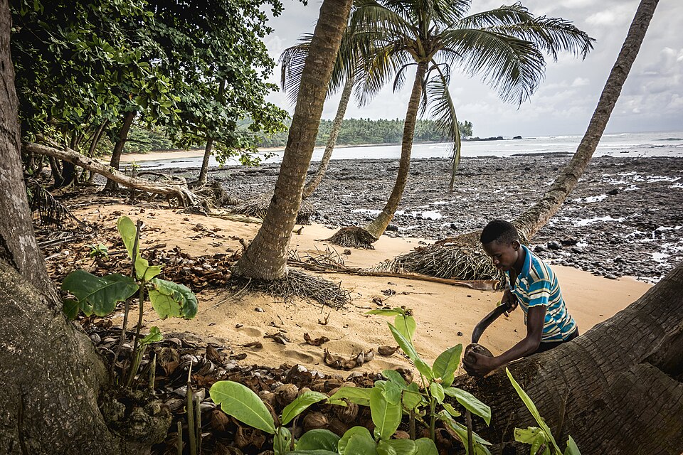 File:Coconut Picker.jpg