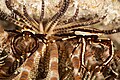 Crinoid crab one of Pilumnidae Family at Wakatobi National Park, 2018