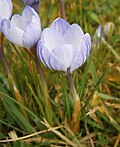 Crocus 'Blue Pearl' & Crocus chrysanthus 'Skyline'