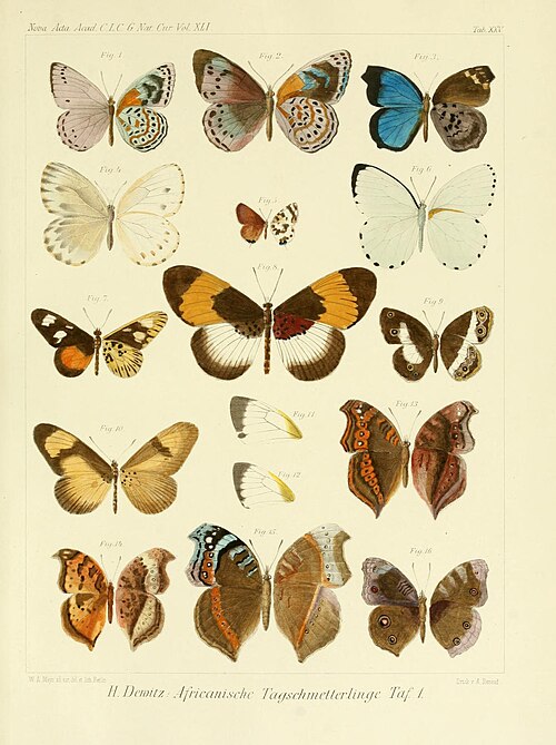 File:Dewitz 1879AfricanButterfliesTafXXV.jpg