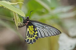 161 butterfly speciesfrom the Indomalayan Realm
