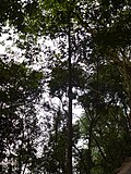 Hopea odorata at Hùng Temple, Vietnam