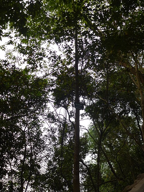 File:Hopea odorata Sao den.JPG