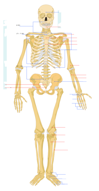 File:Human Skeleton Front Blank Lines.png