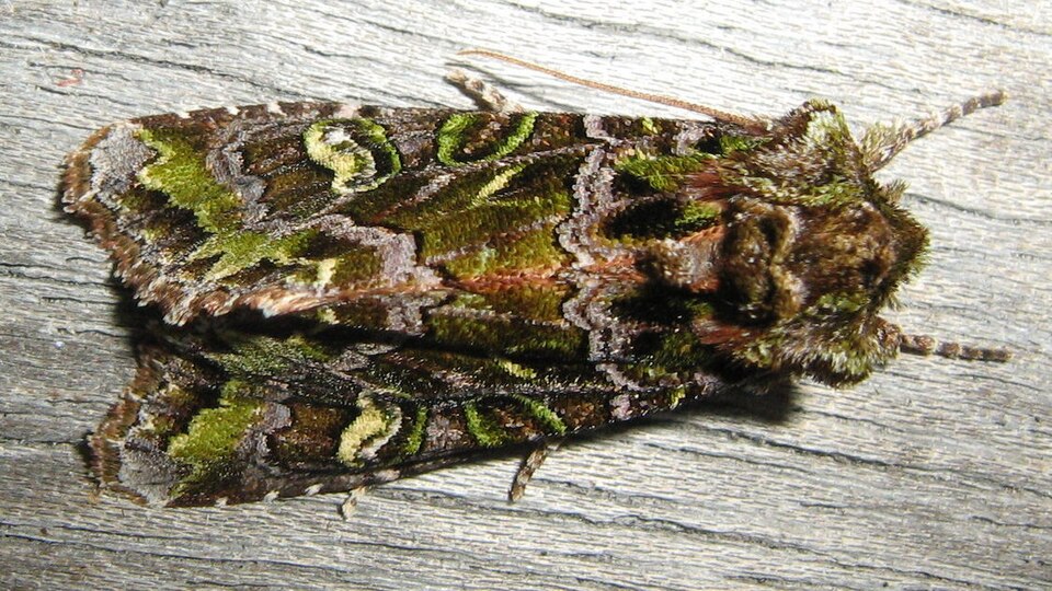 File:Ichneutica chlorodonta (cropped).jpg