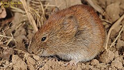 Brown vole