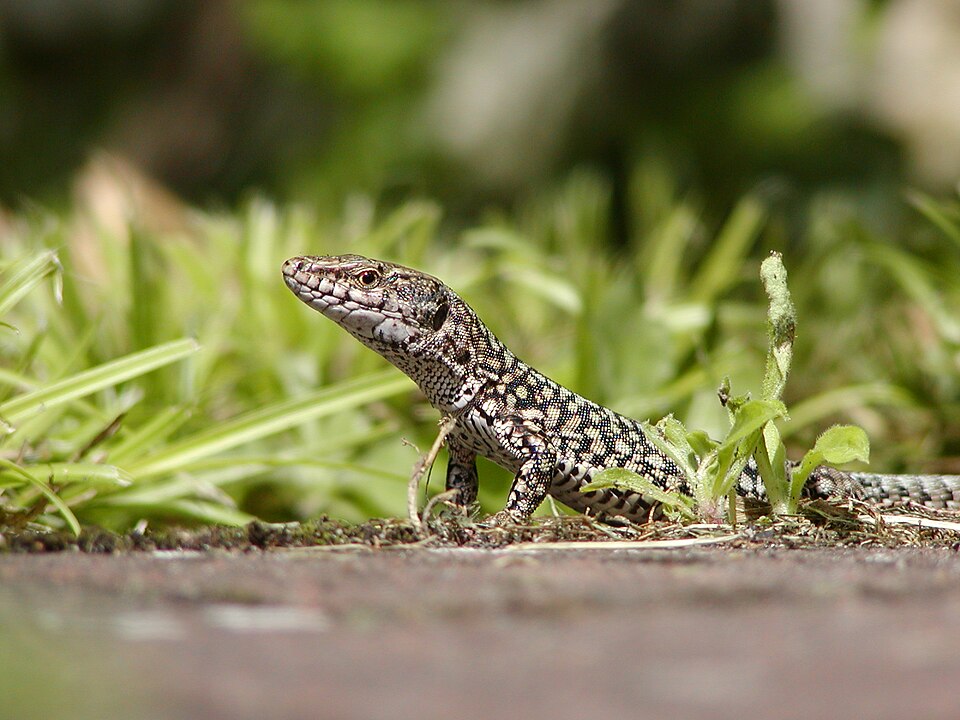 File:Lizard.jpg