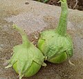 Brinjals freshly plucked