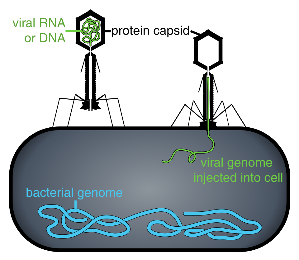 File:Phage injecting its genome into bacteria.svg