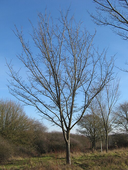File:Ulmus 'Morfeo' GFF UK.jpg