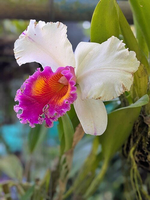 File:Cattleya rex.jpg