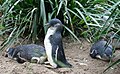 Little penguins at the Melbourne Zoo