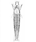 Thumbnail for version as of 11:02, 28 January 2009