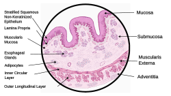 Schematic diagram showing all the four layers of the wall of the Esophagus
