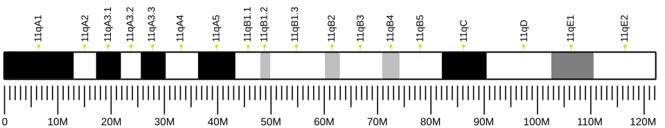 File:Ideogram of house mouse chromosome 11.svg