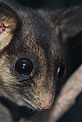   Endangered  Leadbeater's Possum (Gymnobelideus leadbeateri)