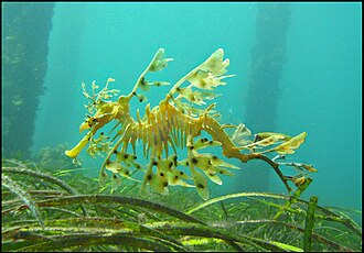 Sea dragons camouflaged to look like floating seaweed live in kelp forests and seagrass meadows