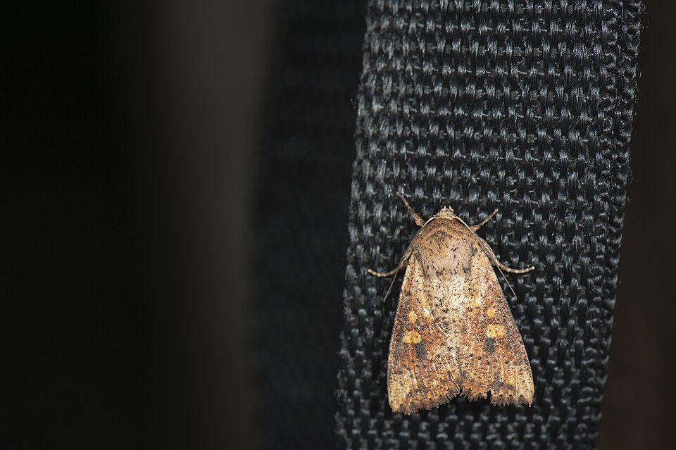 File:Mythimna hannemanni (26404274500).jpg