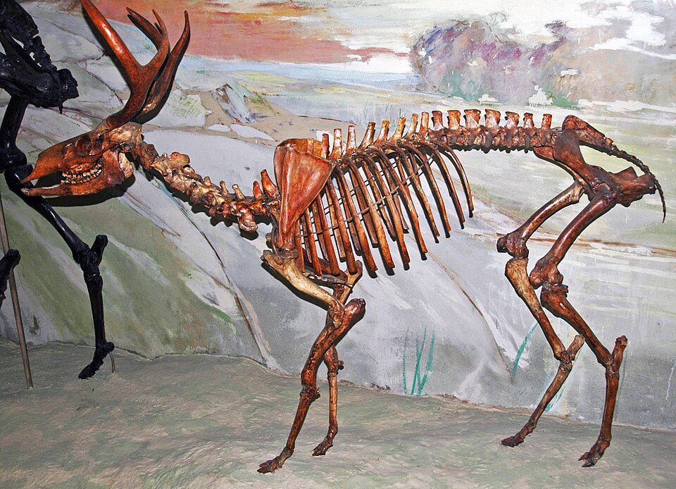 File:Navahoceros fricki.jpg