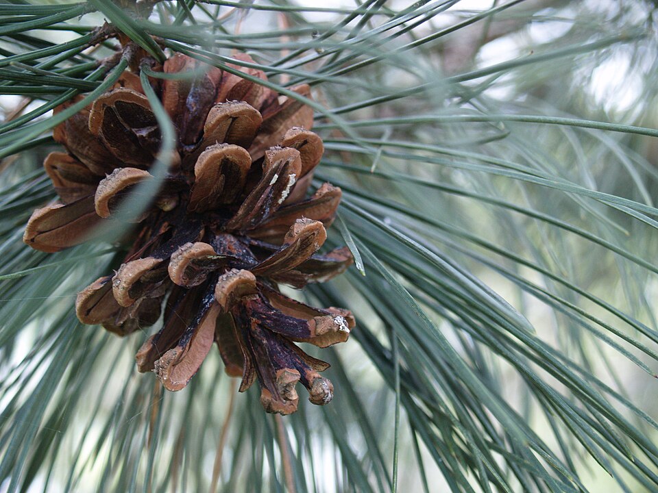 File:Pine cone on pine tree.jpg