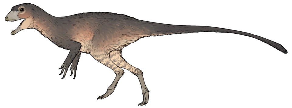 File:Ptychotherates bucculentus.png