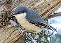 Pygmy nuthatch