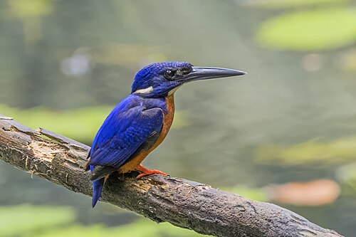 Shining-blue kingfisher Alcedo quadribrachys Ghana